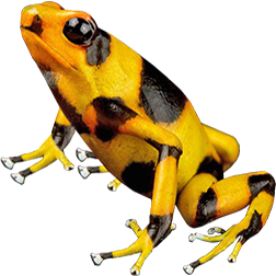 Lehmann's Yellow Frog